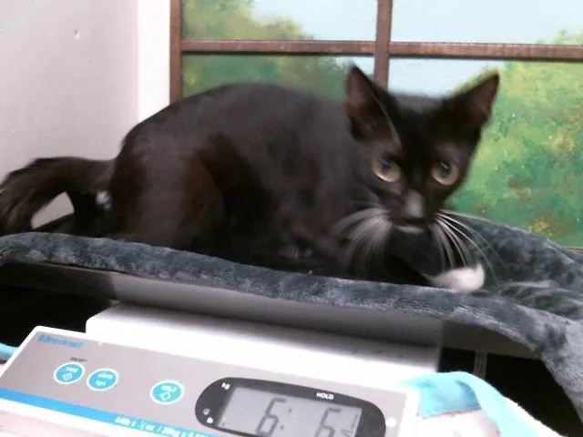 An adult medium-sized female Domestic Short Hair cat named Lady Mom for adoption in Houston, TX