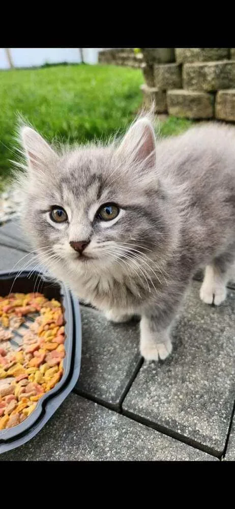 A baby small-sized male Gray / Blue / Silver Domestic Long Hair cat named Jasper for adoption in Bremen, OH