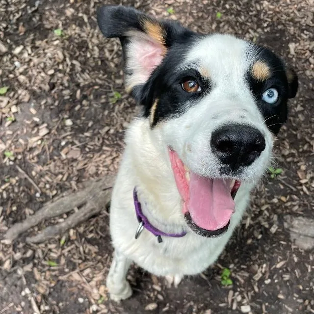An adult medium-sized male White / Cream Australian Shepherd dog named Snoop for adoption in Spencer, IN