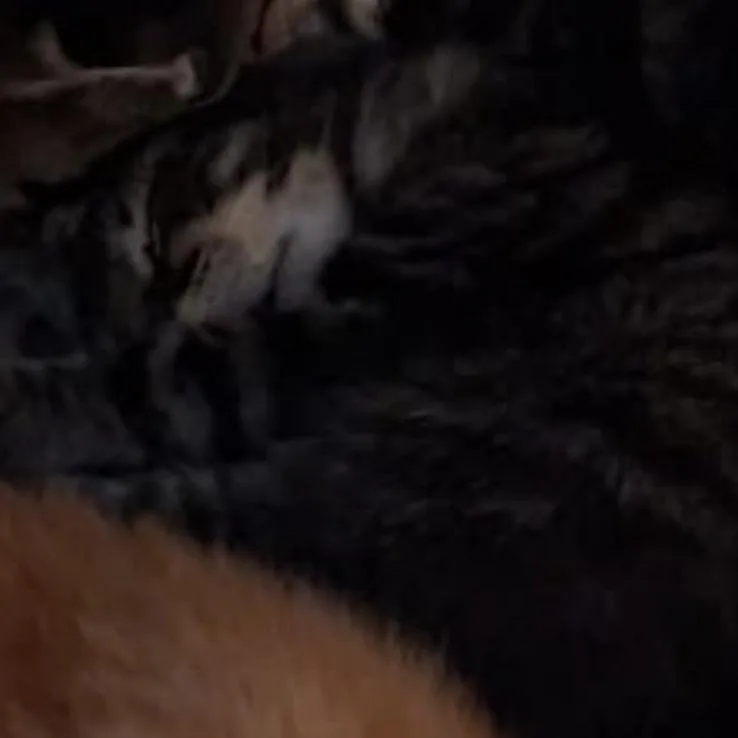 A baby small-sized female Gray / Blue / Silver Domestic Short Hair cat named Lil for adoption in Brooklyn, NY