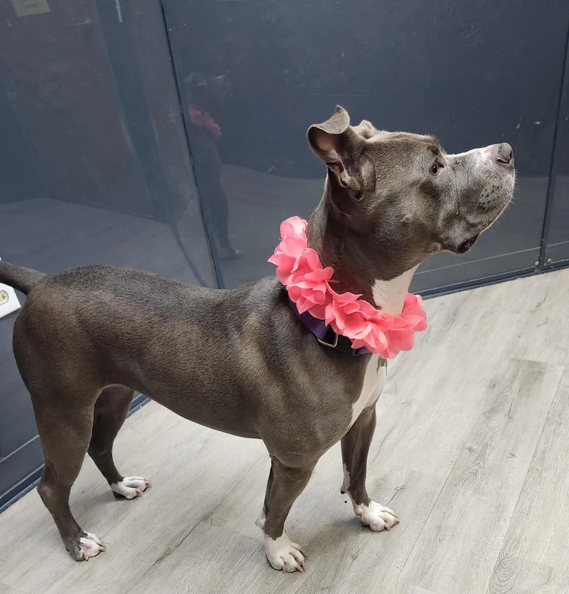 An adult medium-sized female Gray / Blue / Silver Pit Bull Terrier dog named Mila for adoption in Mansfield, OH