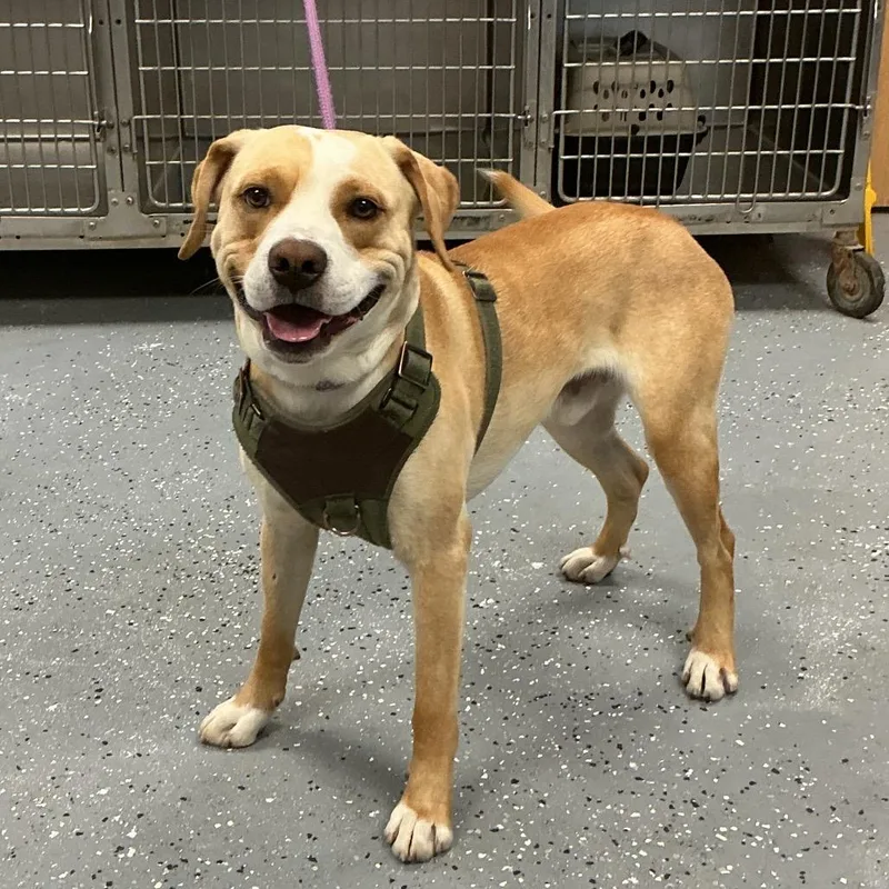 An adult medium-sized male Yellow / Tan / Blond / Fawn Mixed Breed dog named Milo for adoption in St Joseph, MO