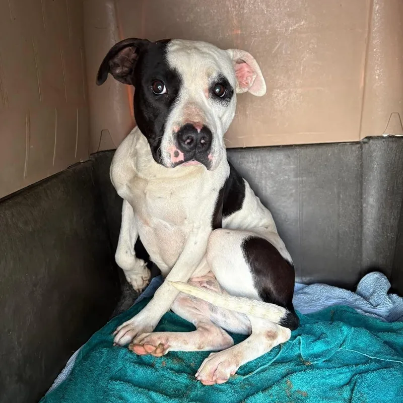 A young medium-sized female White / Cream Pit Bull Terrier dog named Zinnia for adoption in Turlock, CA