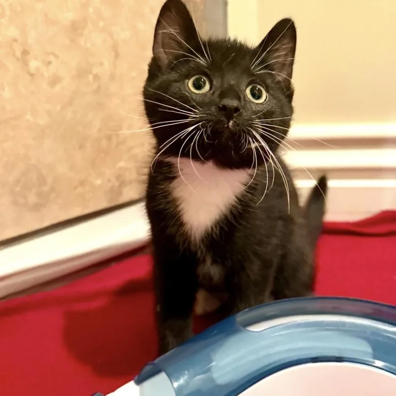 A baby small-sized female Black Domestic Short Hair cat named Violet for adoption in Wheeling, IL