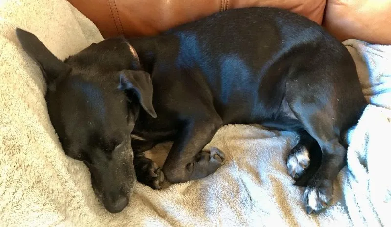 An adult medium-sized female Black Dachshund dog named Pantera for adoption in Houston, TX
