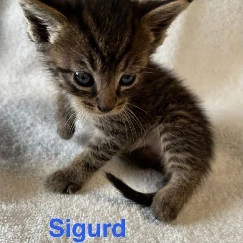 Sigurd