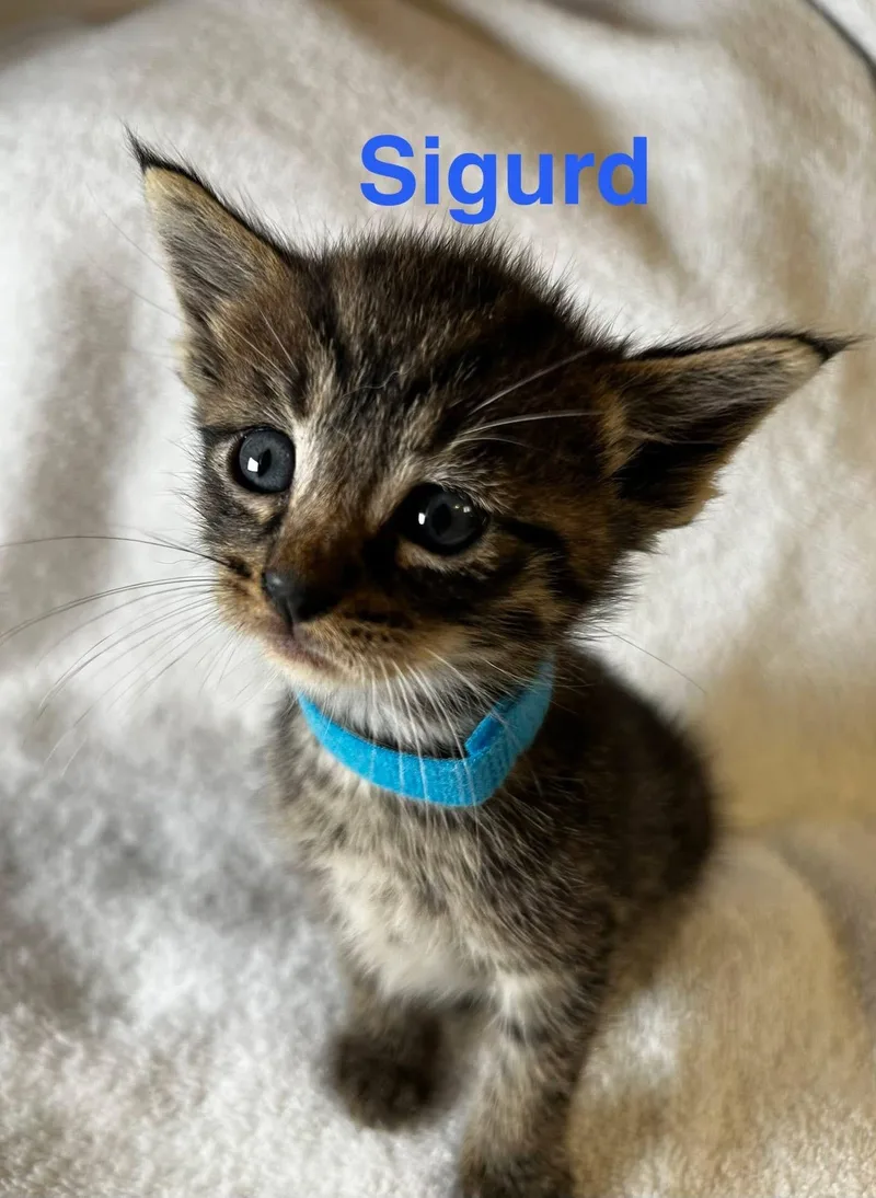Sigurd thumbnail 2