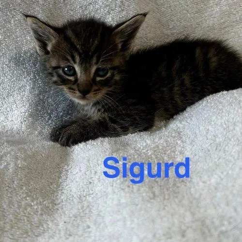 Sigurd thumbnail 3