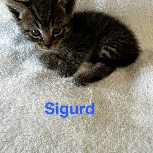 Sigurd thumbnail 4
