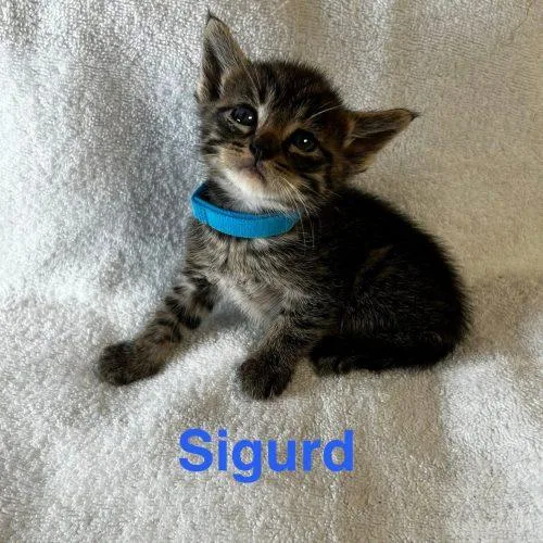Sigurd thumbnail 5