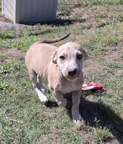 A baby small-sized male Terrier dog named Rufus for adoption in Conway, SC