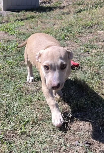 Rufus thumbnail 2