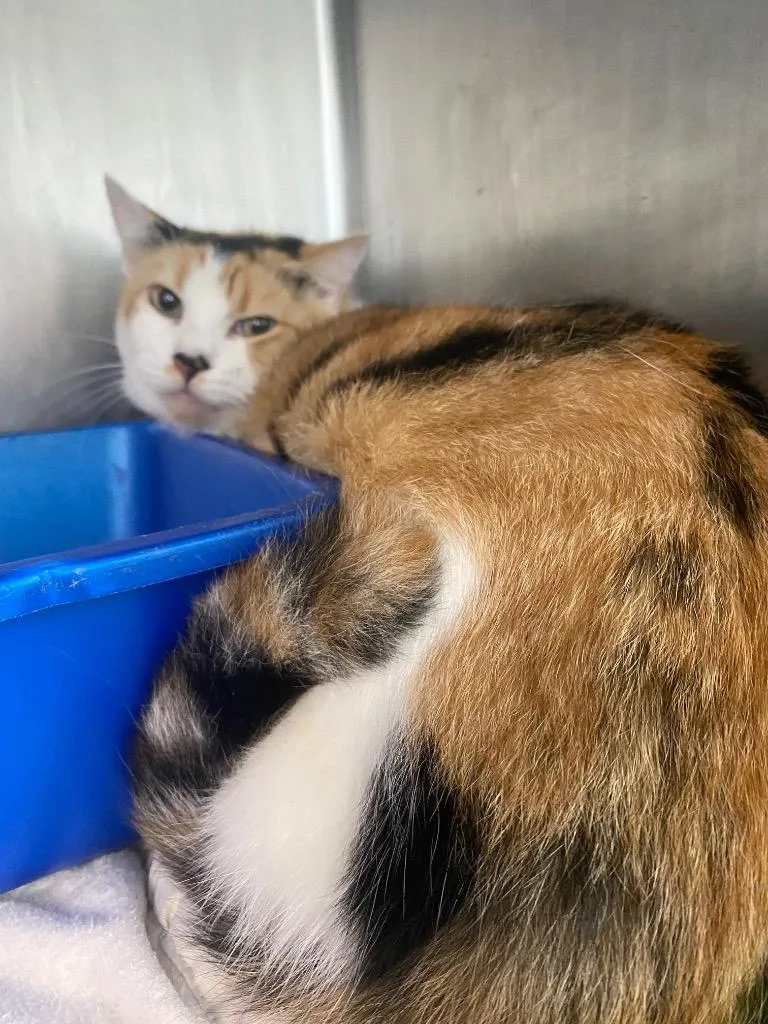 An adult large-sized female Domestic Short Hair cat named Mia for adoption in Hopkinsville, KY