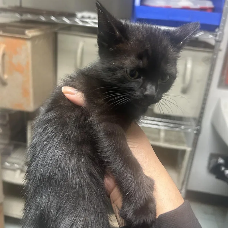 A baby small-sized female Black Domestic Short Hair cat named Gonzo for adoption in Philadelphia, PA