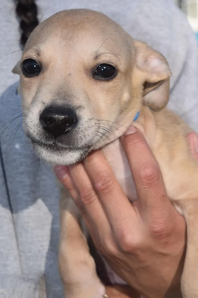 A baby medium-sized male Mixed Breed dog named Halftime for adoption in Kingsland, GA