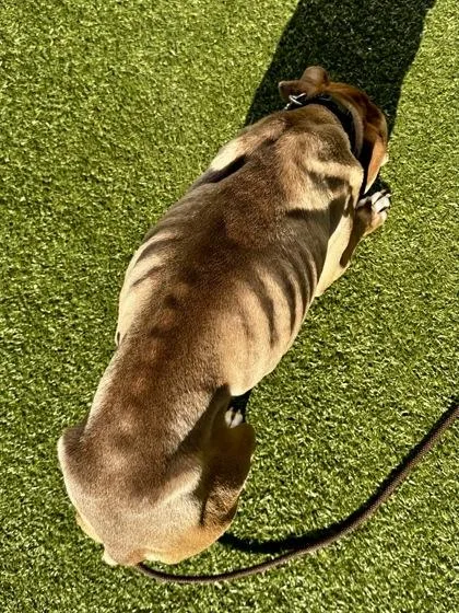 Lady Of The Dales thumbnail 2