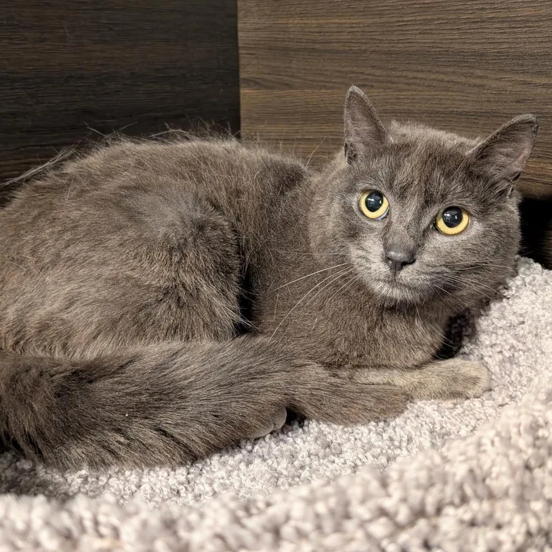 A young medium-sized female Gray / Blue / Silver Domestic Short Hair cat named Graybie for adoption in Hamburg, NY