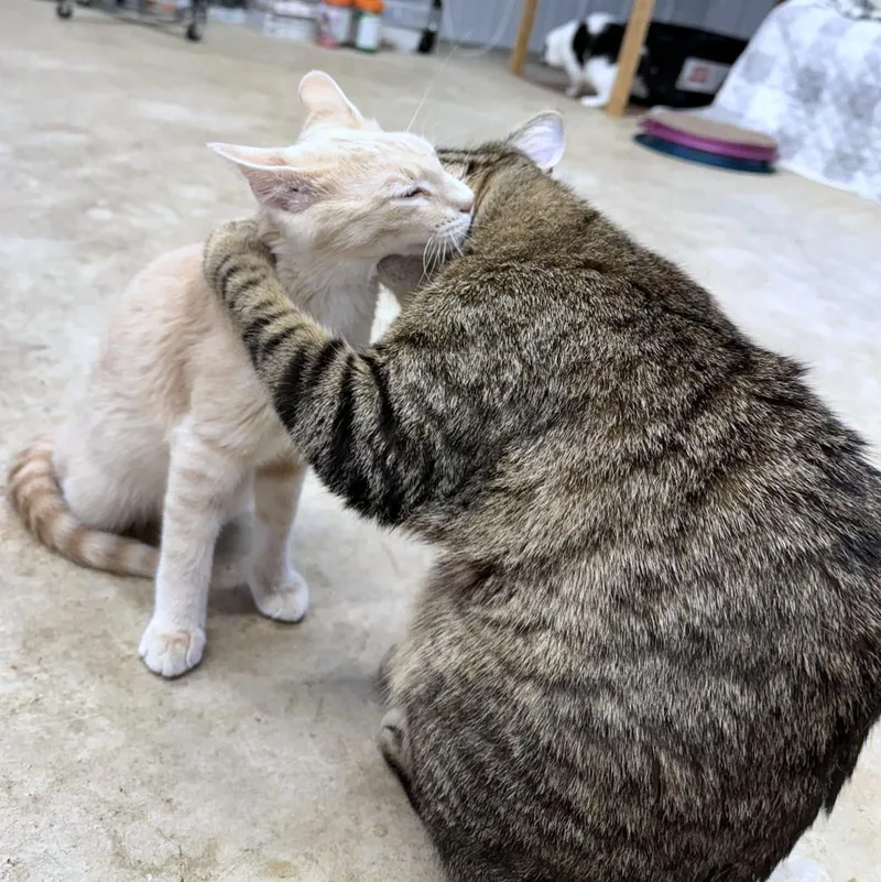 Eli & Sturgill thumbnail 2