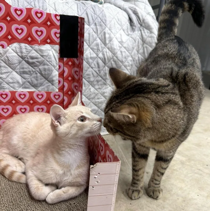 Eli & Sturgill thumbnail 3