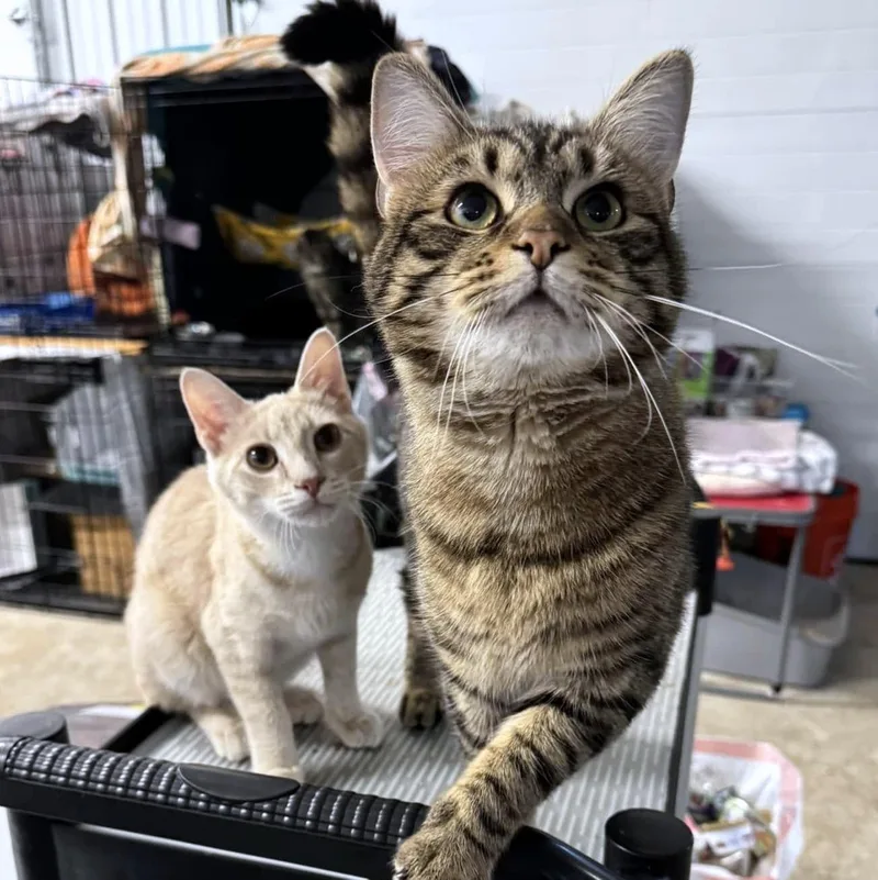 A young medium-sized male Tabby (Buff / Tan / Fawn) Domestic Short Hair cat named Eli & Sturgill for adoption in Pittsburgh, PA