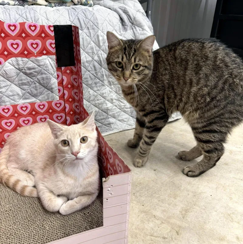 Eli & Sturgill thumbnail 4