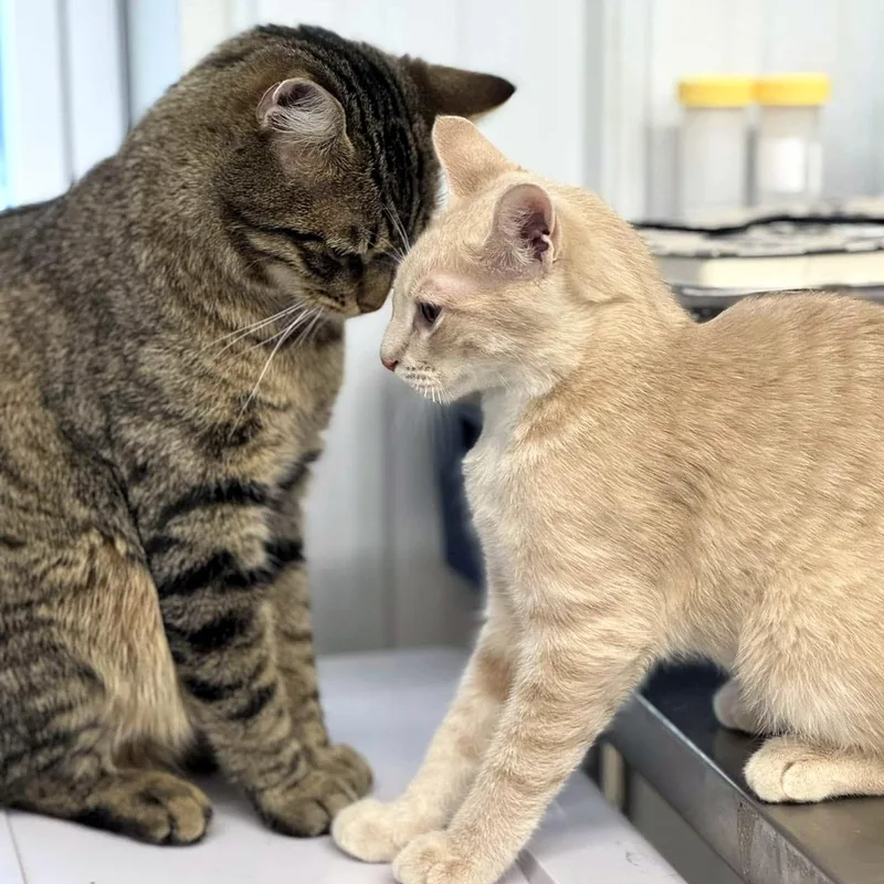 Eli & Sturgill thumbnail 5