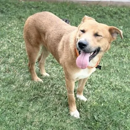 An adult medium-sized male Brown / Chocolate Black Mouth Cur dog named Russell for adoption in Houston, TX