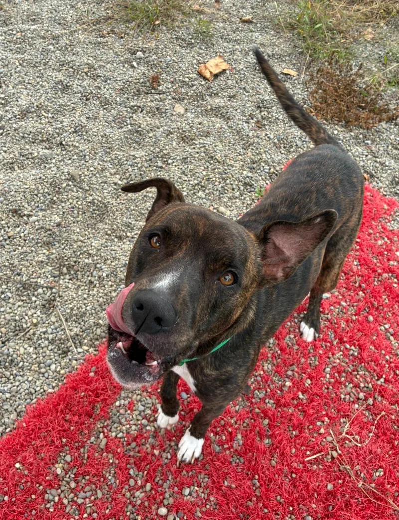 An adult medium-sized male Boxer dog named Opie for adoption in Hornell, NY