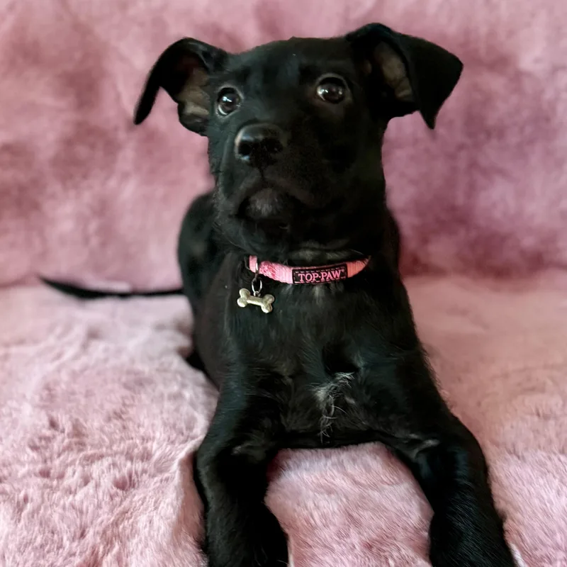 A baby medium-sized female Black Jack Russell Terrier dog named Daisy for adoption in Park Forest, IL