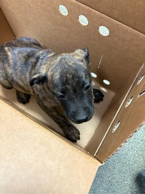 A baby small-sized female Mixed Breed dog named Elena for adoption in Jacksonville, FL