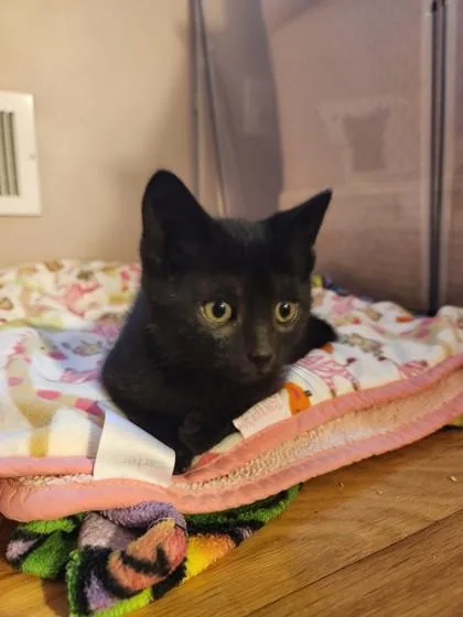 A baby small-sized female Domestic Short Hair cat named Hesitation for adoption in Madison, NJ