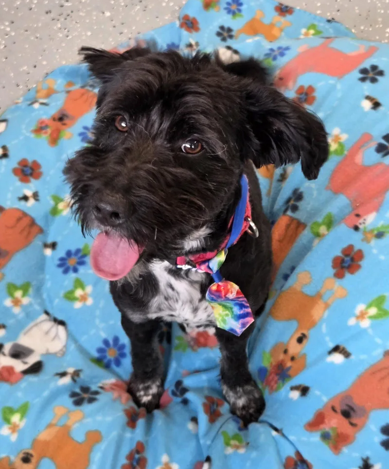 An adult small-sized male Labrador Retriever dog named Chance for adoption in Greenville, IL