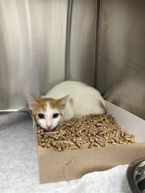 A baby small-sized male Domestic Short Hair cat named Rhinox for adoption in Indianapolis, IN
