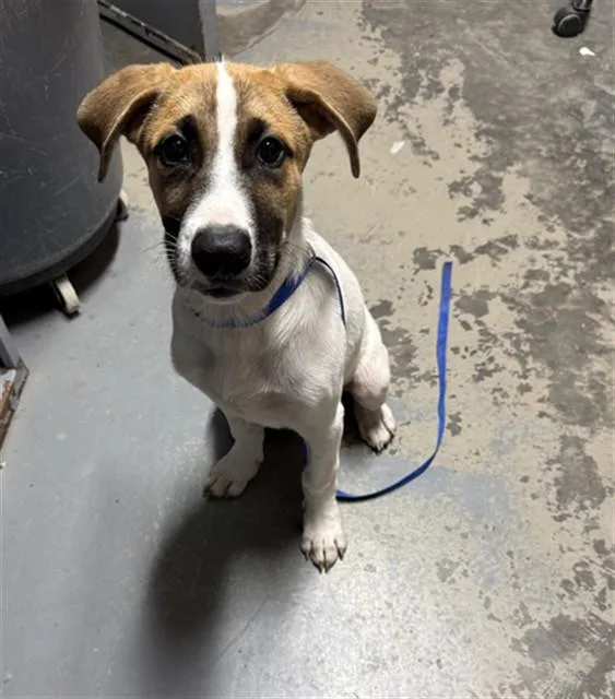 Canelo