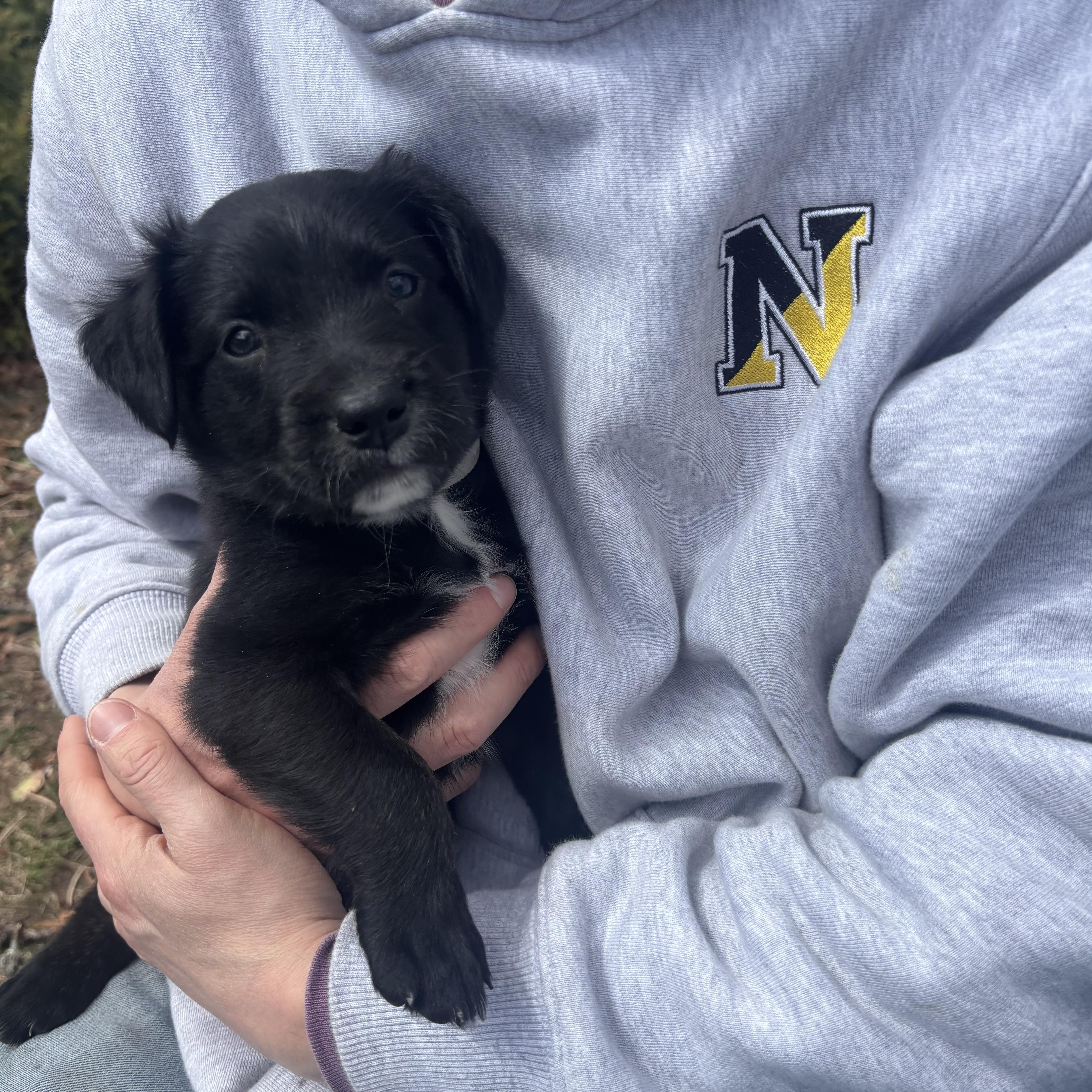 Stanley Skates ~ Local thumbnail 2