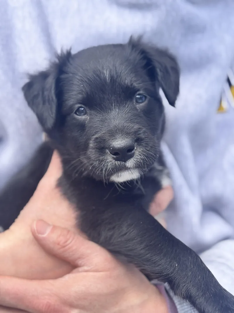 Stanley Skates ~ Local thumbnail 4