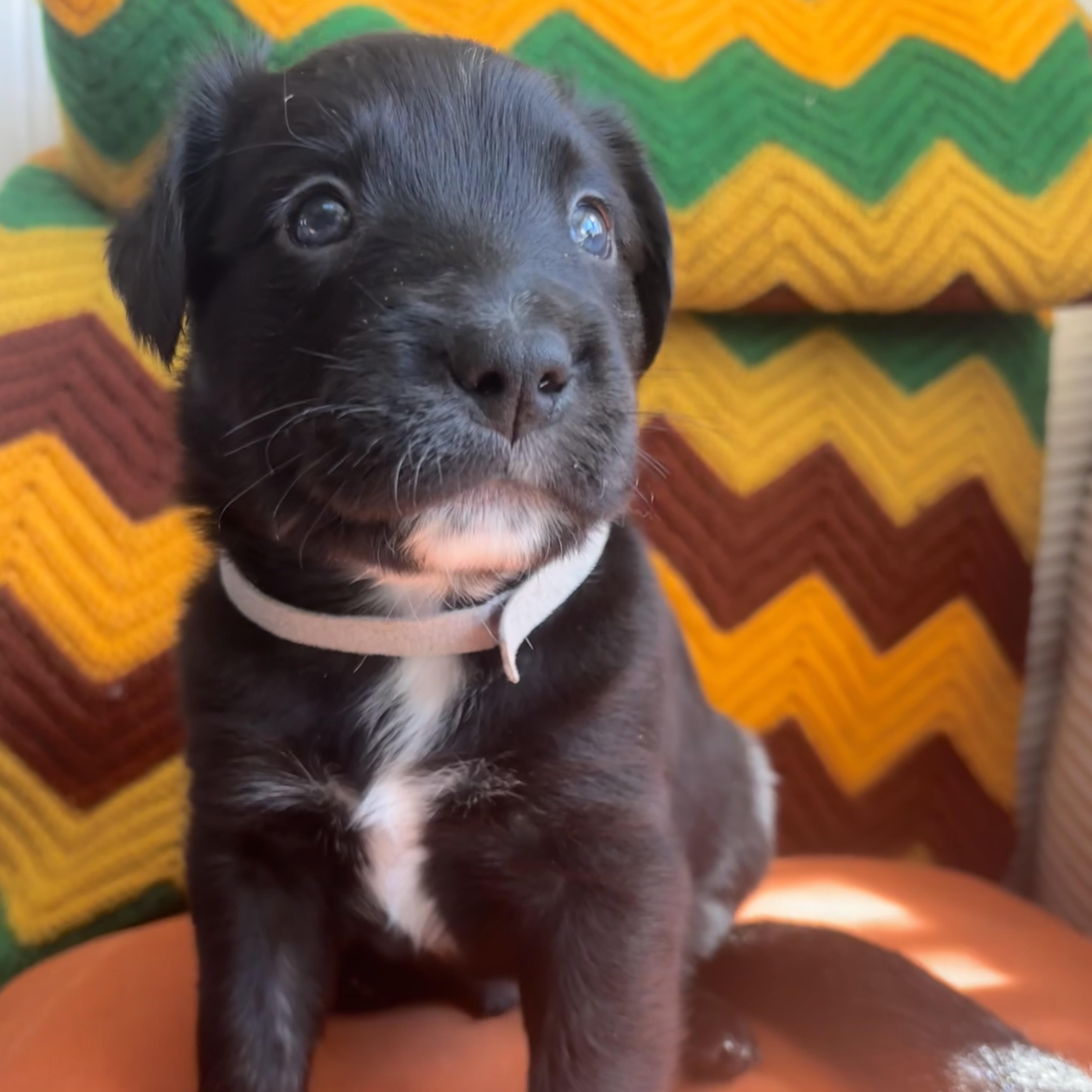A baby medium-sized male Black Black Labrador Retriever dog named Stanley Skates ~ Local for adoption in Andover, MA