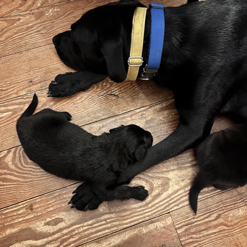 Stanley Skates ~ Local thumbnail 5