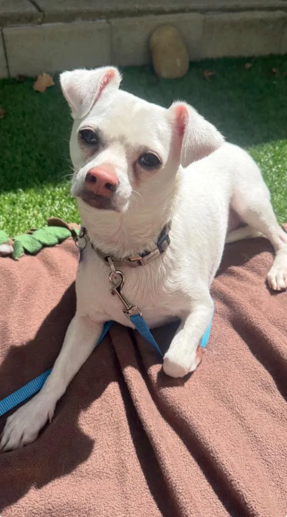 An adult small-sized male White / Cream Chihuahua dog named DoughBeau for adoption in Shingle Springs, CA