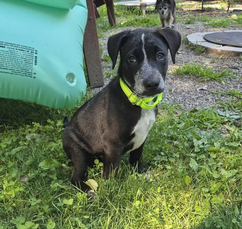 A baby medium-sized male Shar-Pei dog named Spot for adoption in New London, WI