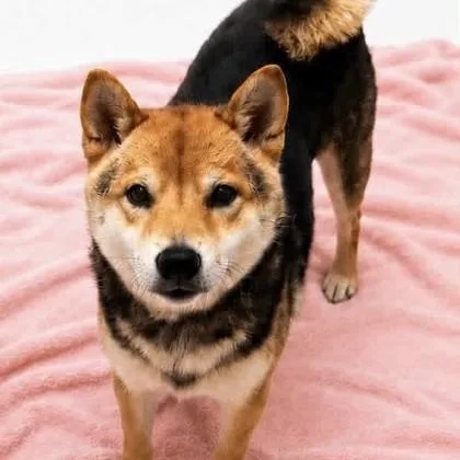 An adult small-sized female Shiba Inu dog named Kota for adoption in Merriam, KS
