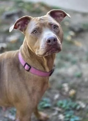 Bella The Beauty