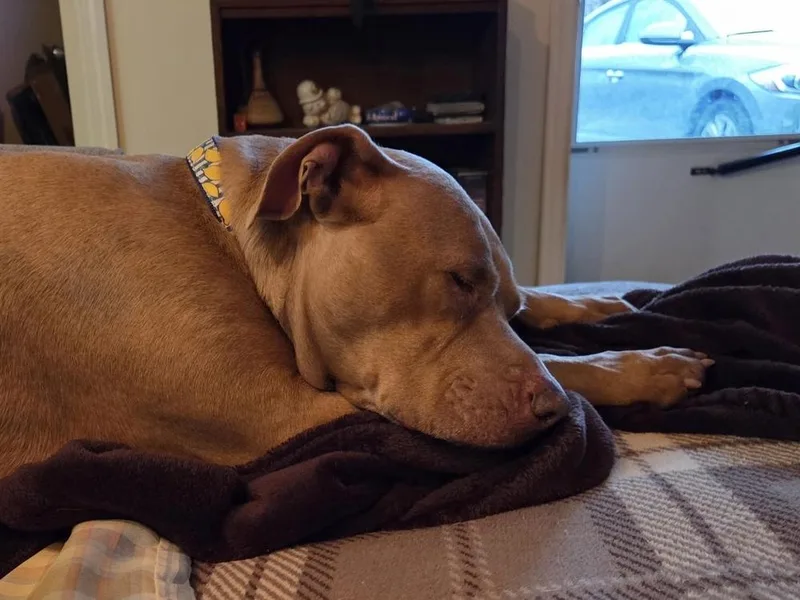 Bella The Beauty thumbnail 2