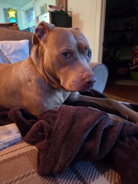 Bella The Beauty thumbnail 5