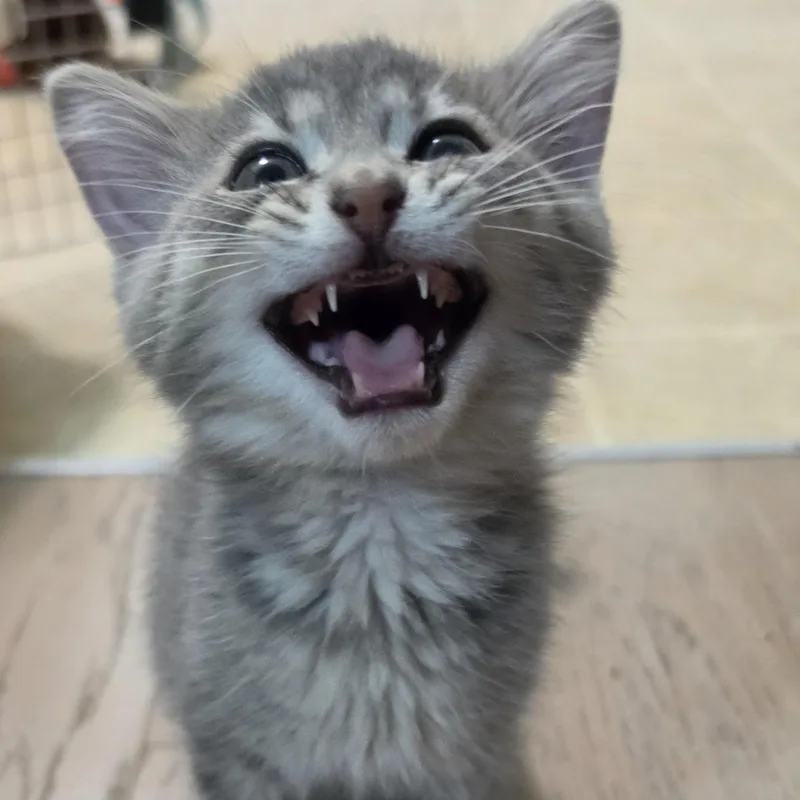 A baby medium-sized male Domestic Short Hair cat named Baker for adoption in Springfield, MO