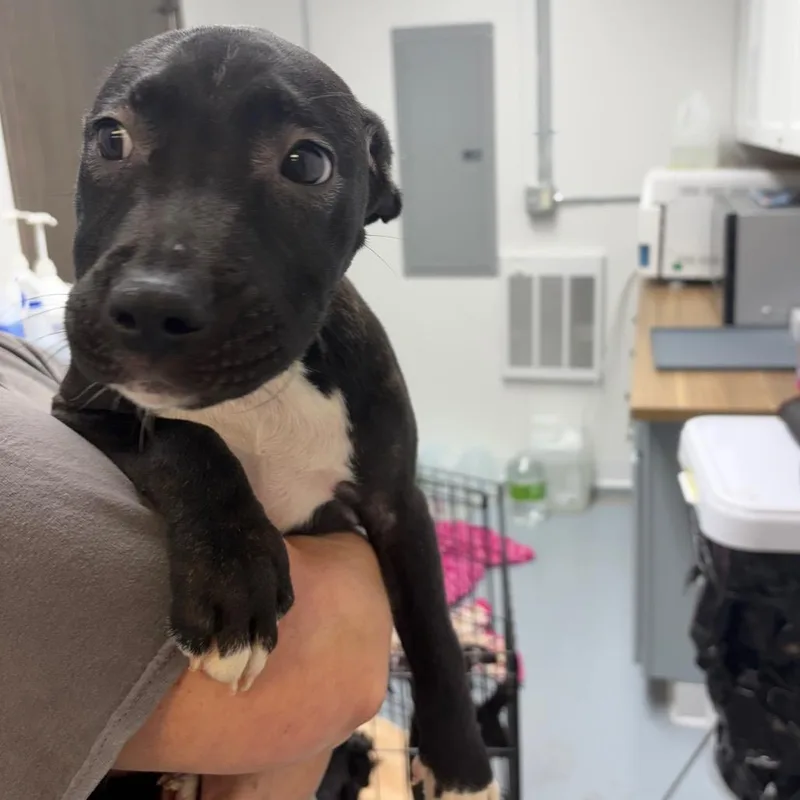 A baby medium-sized female Black Mixed Breed dog named Cricket for adoption in Bismarck, ND