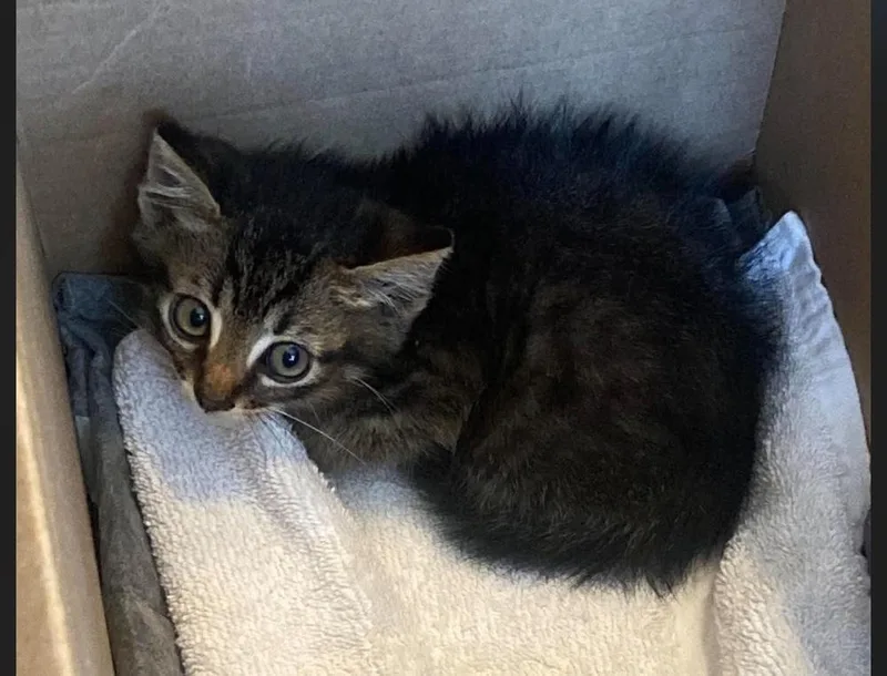 A baby small-sized male Tabby (Brown / Chocolate) Domestic Medium Hair cat named Slugger for adoption in Poplar Grove, IL