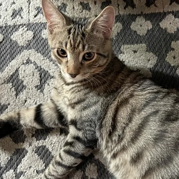 An adult large-sized male Tabby (Buff / Tan / Fawn) Domestic Short Hair cat named Wolfie for adoption in Covina , CA