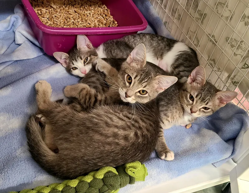 A baby medium-sized female Gray & White Domestic Short Hair cat named Ginny Marina & for adoption in Kirkland, WA