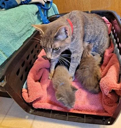 A young medium-sized female Domestic Short Hair cat named Justice for adoption in Hobart, IN